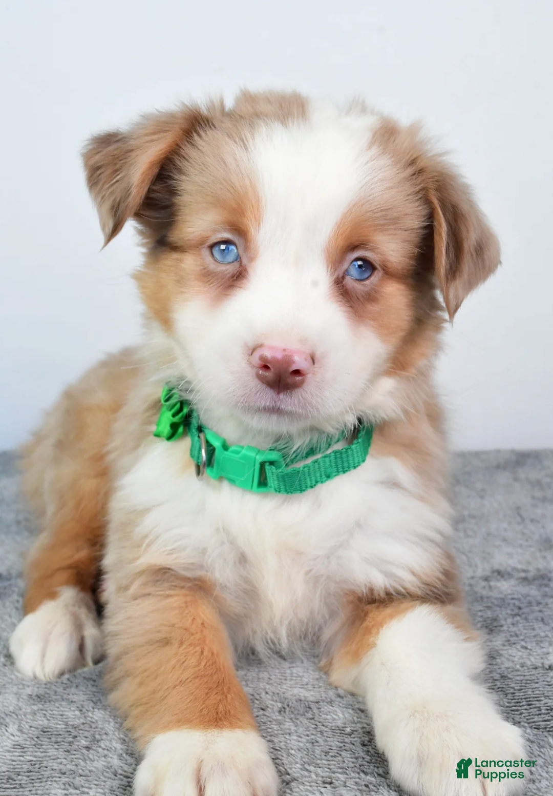 Miniature Australian Shepherd dogs for sale: Ava - Ad 3