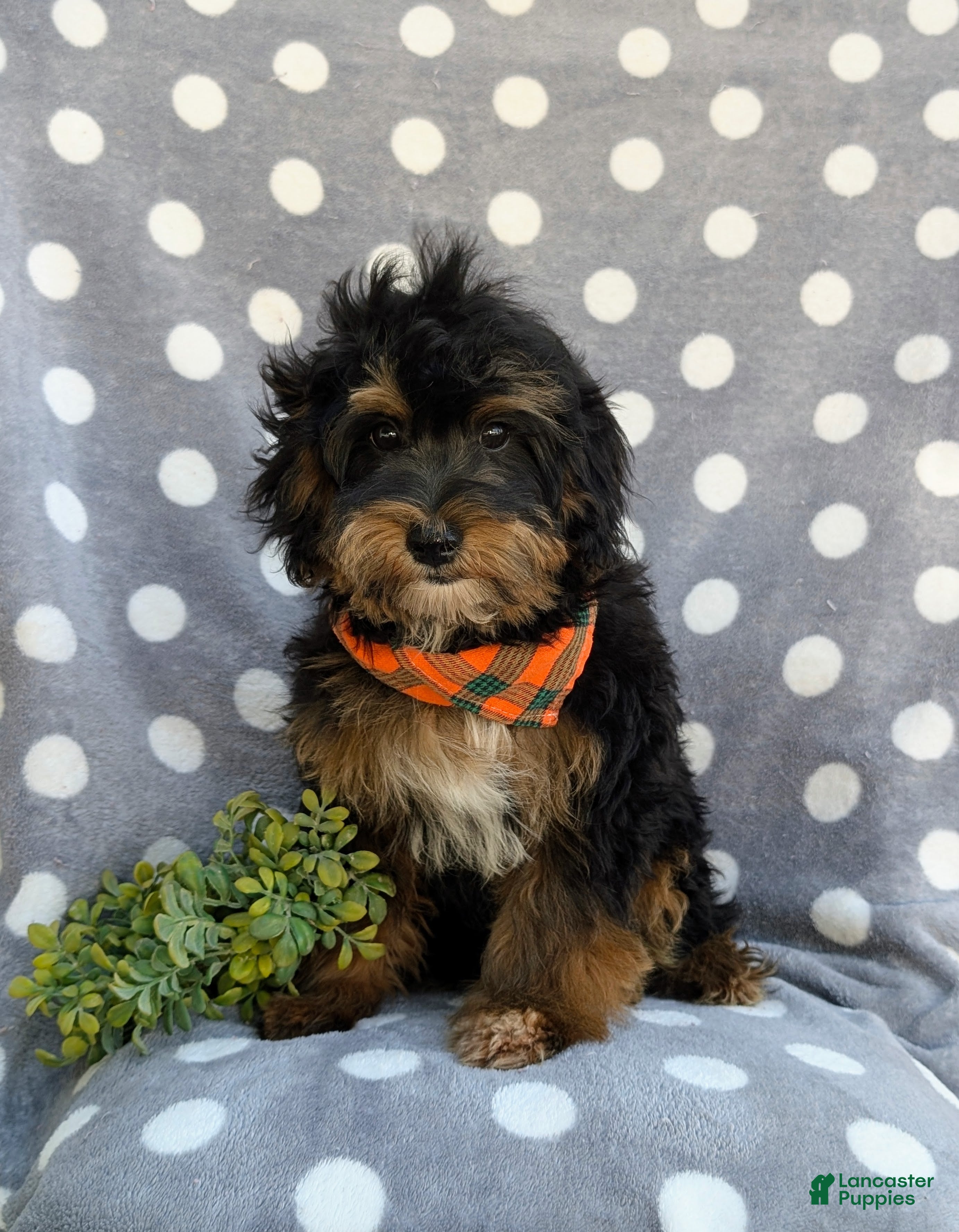 Havapoo dogs Reed Hypoallergenic - Ad 1