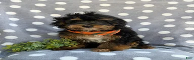 Reed Hypoallergenic
