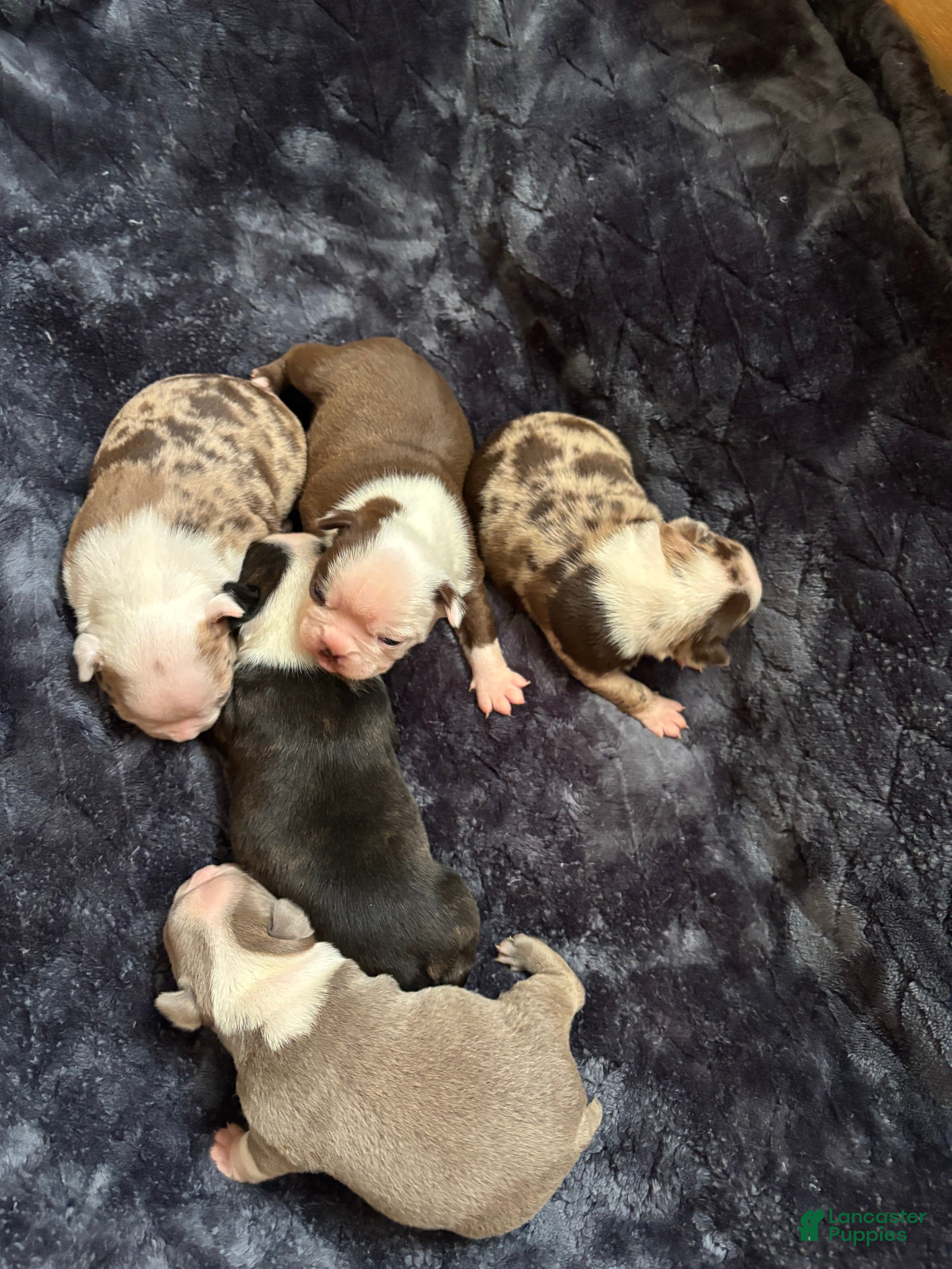 Border Terrier dogs Border Terrier Puppy 6 - Ad 1