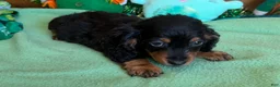 Miniature Dachshund dogs for sale: ricky - Ad 3