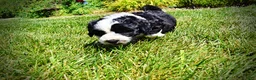 Havapoo dogs for sale: Inky - Ad 7