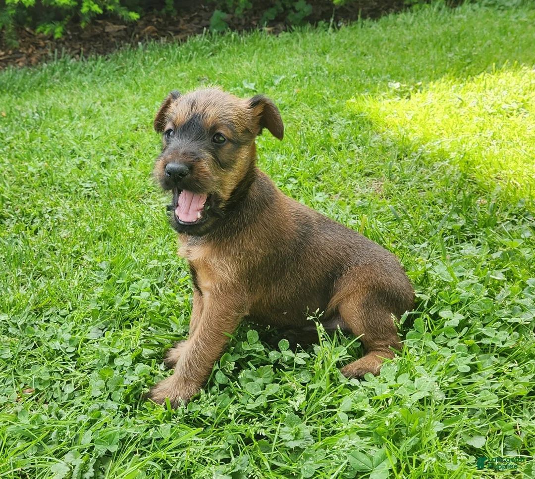Irish Terrier dogs for sale: Clover - Ad 1