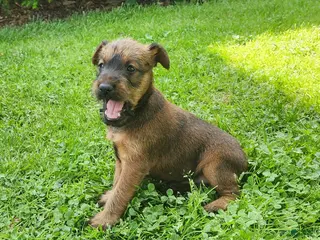 Irish Terrier dogs for sale: Clover - Ad 2