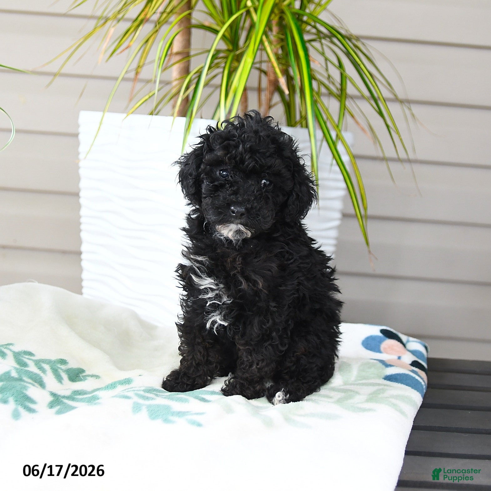 Miniature Poodle dogs Quinton - Ad 1