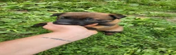 Belgian Malinois dogs for sale: Ranger (Green) - Ad 1