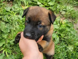Belgian Malinois dogs Ranger (Green) - Ad 29