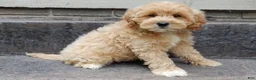 Cavapoo dogs for sale: Benji - Ad 4