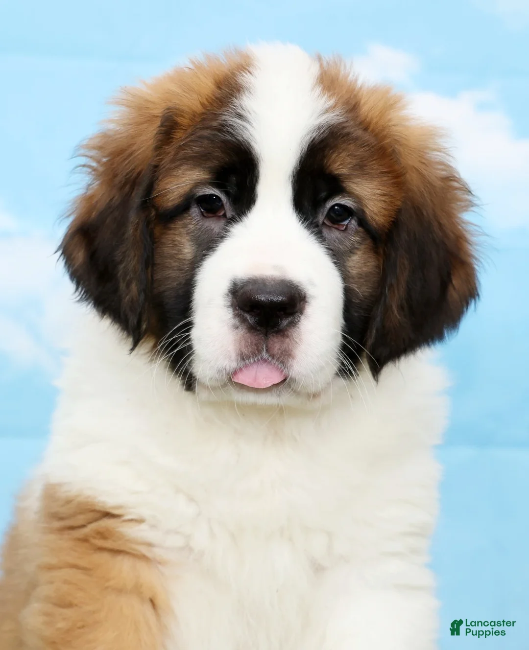 Saint Bernard dogs for sale: Tammy - Ad 6