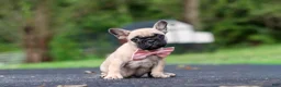 French Bulldog dogs for sale: Callie - Ad 8