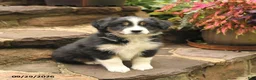 Australian Shepherd dogs for sale: Maddy - Ad 2