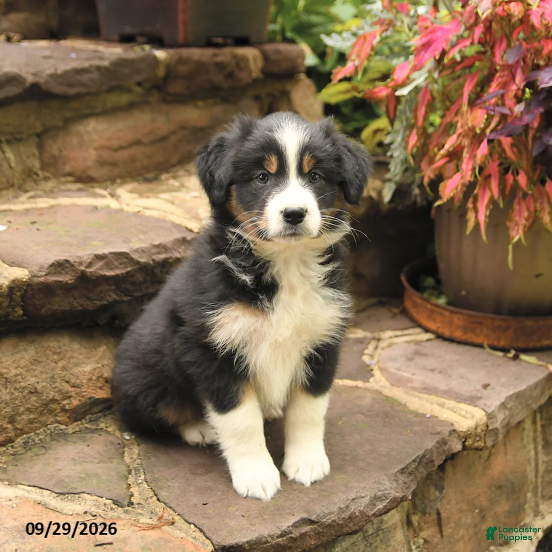 Australian Shepherd dogs for sale: Maddy - Ad 2