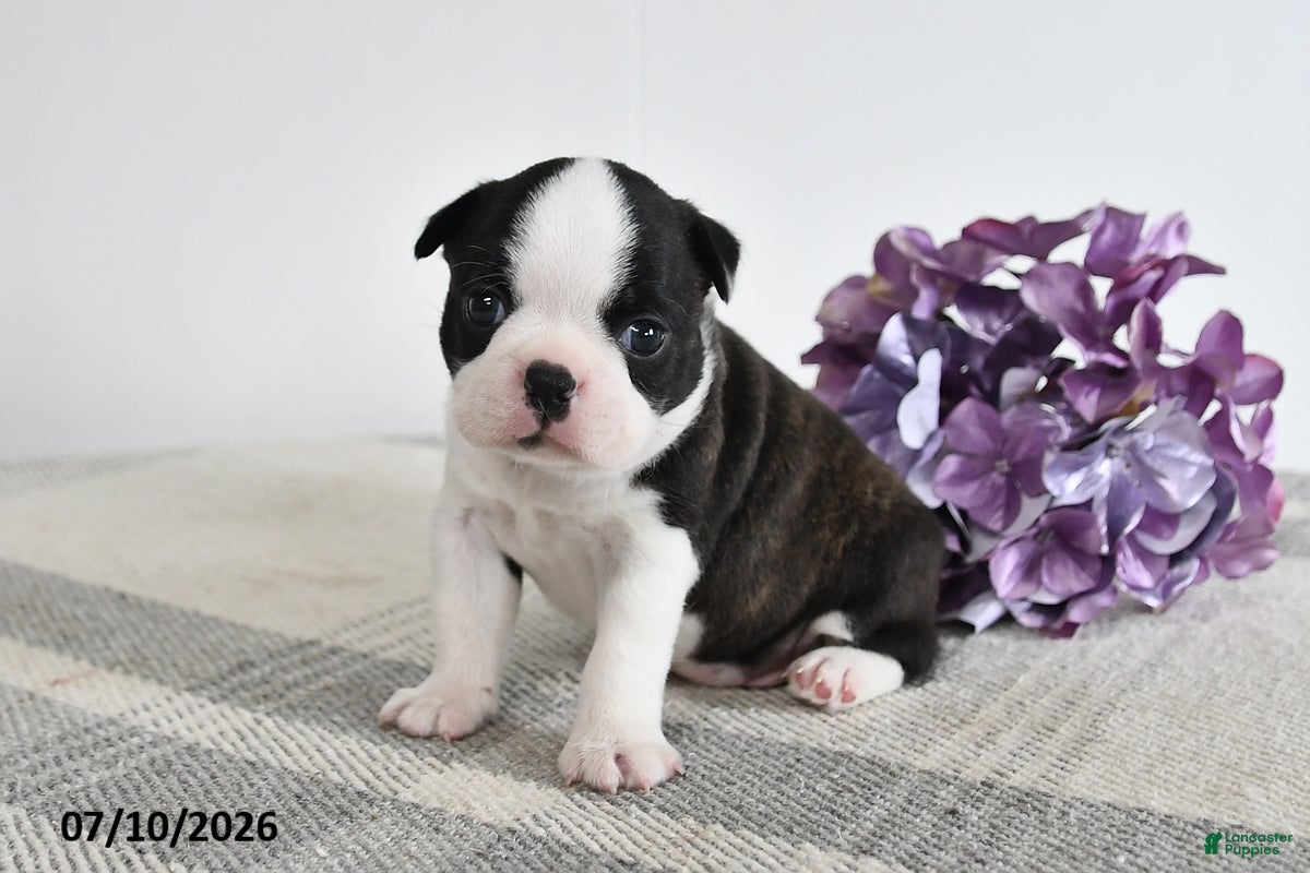 Boston Terrier dogs Flora - Ad 1