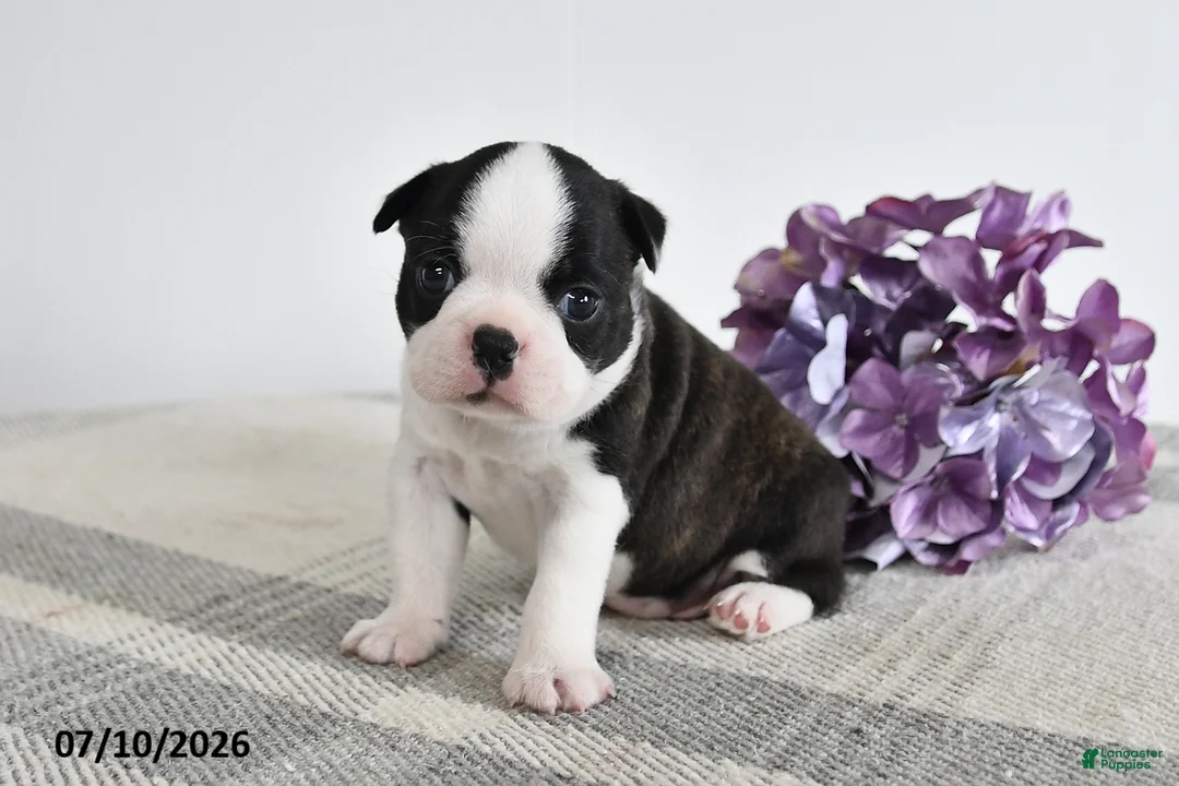 Boston Terrier dogs for sale: Flora - Ad 1