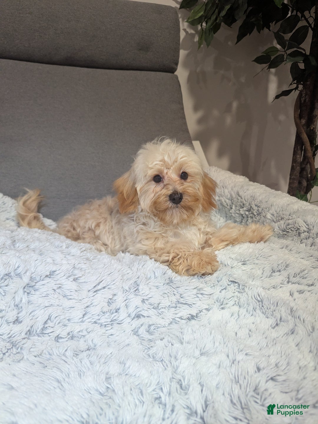 Havapoo dogs for sale: Biscuit  - Ad 5