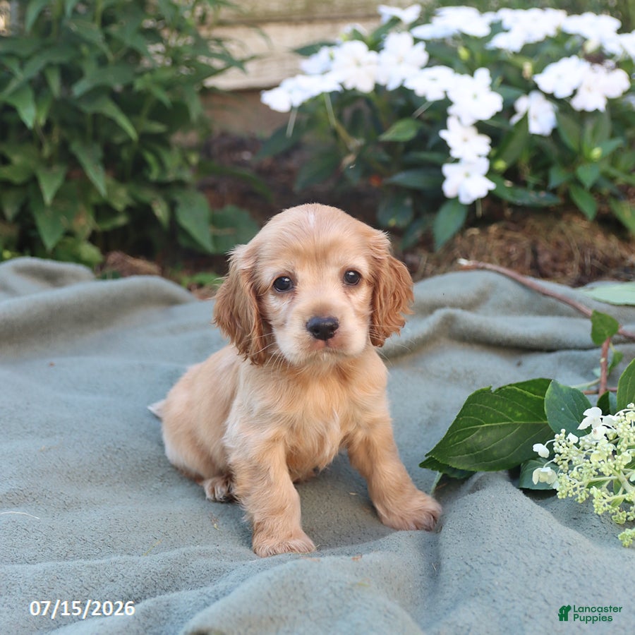 English Cocker Spaniel dogs Misty - Ad 2