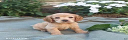 English Cocker Spaniel dogs for sale: Misty - Ad 2