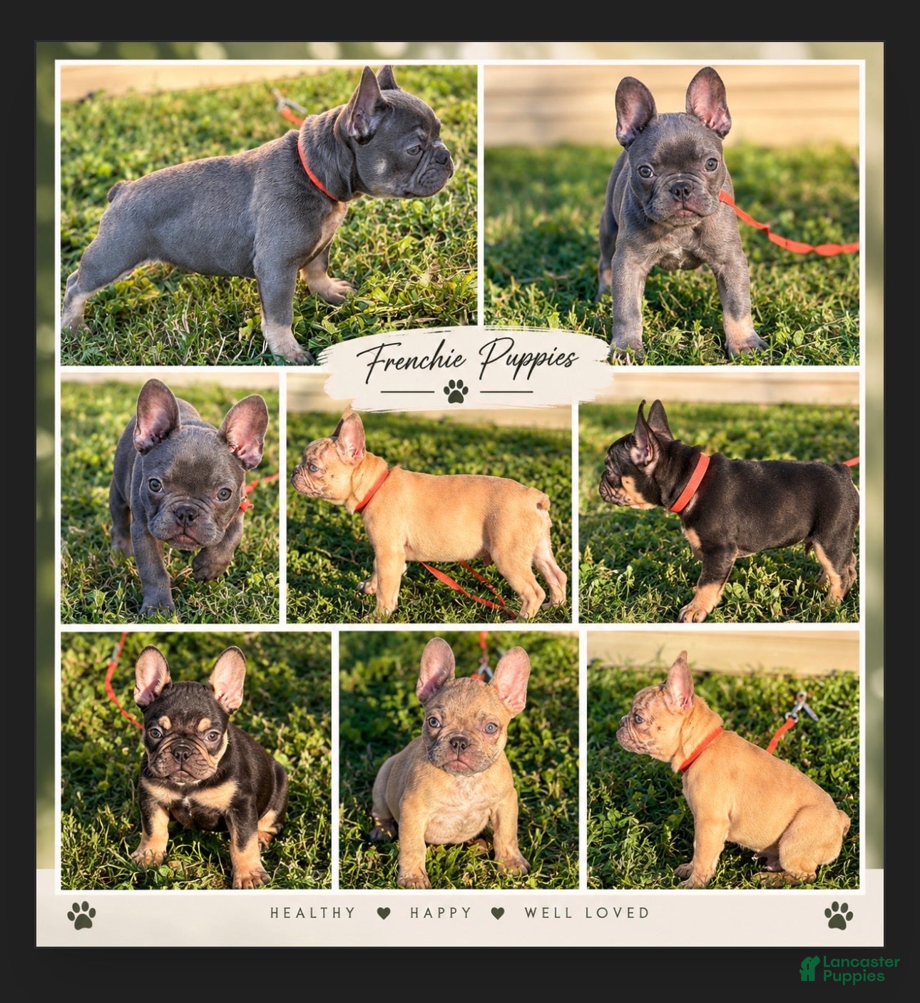 French Bulldog dogs for sale: Enzo (Merle) - Ad 4
