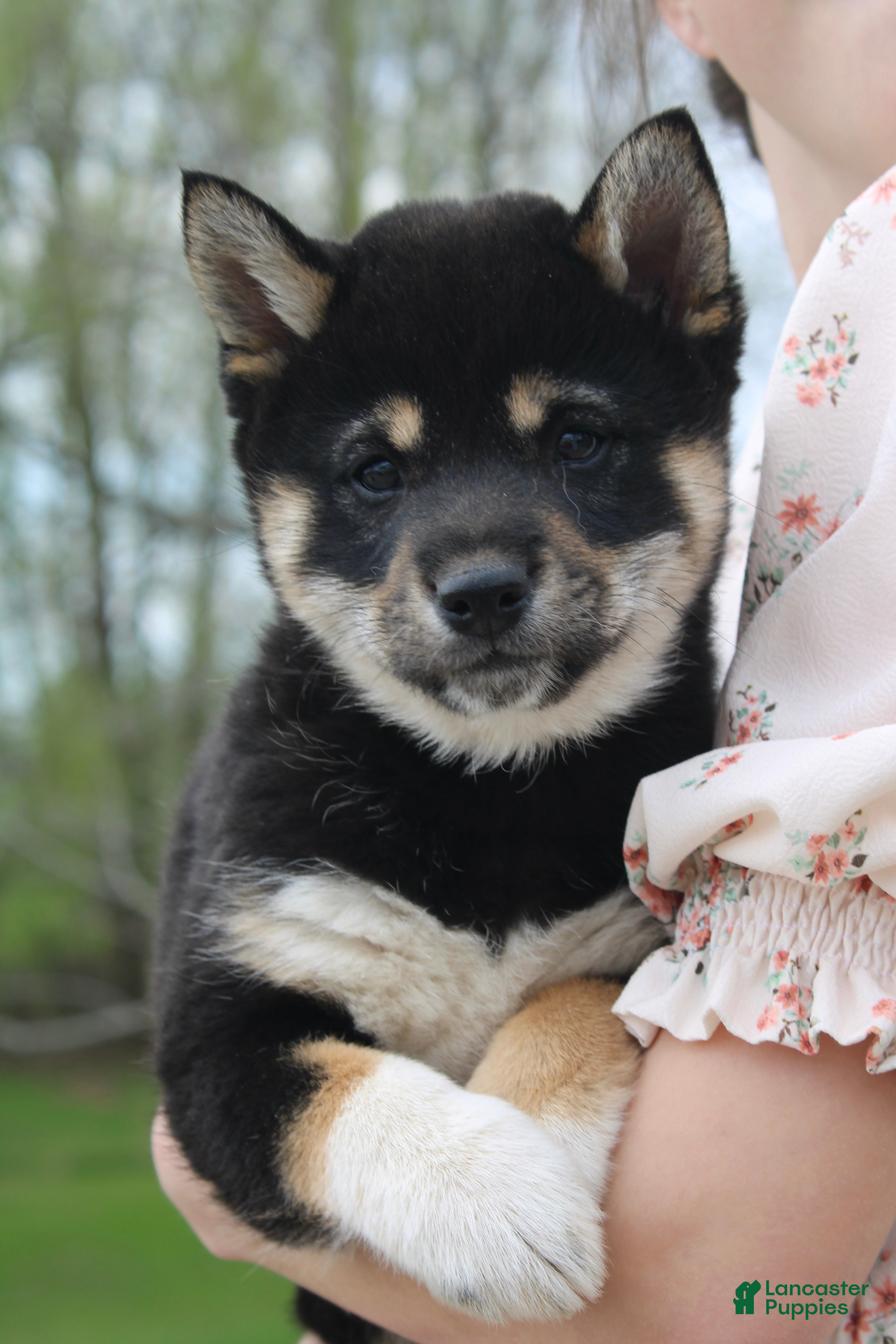 Shiba Inu dogs Teasha - Ad 32