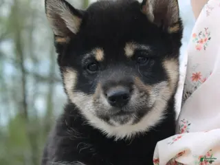 Shiba Inu dogs Teasha - Ad 32