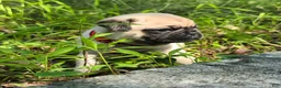 Pug dogs for sale: Moe - Ad 26