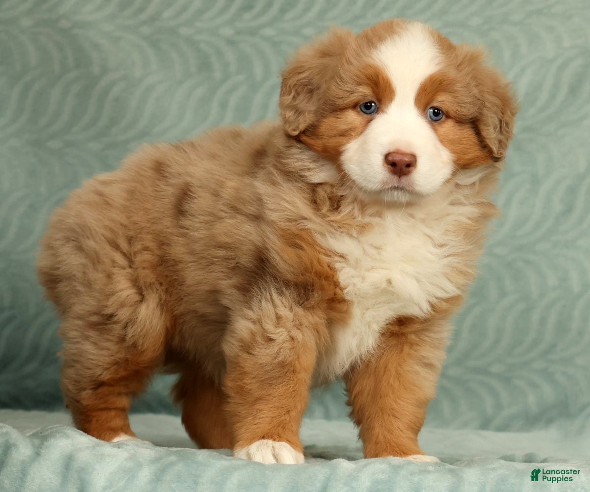 Australian Shepherd dogs for sale: Margie - Ad 4