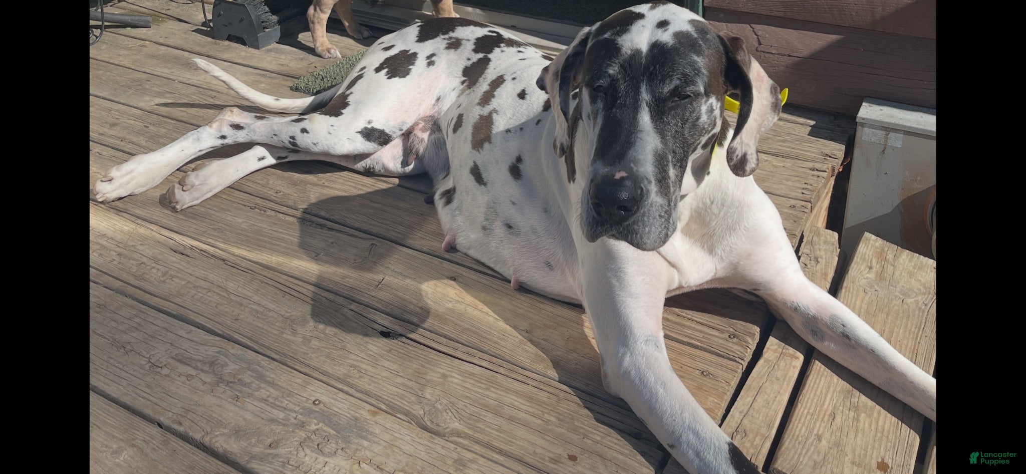 Great Dane dogs Hefty - Ad 2