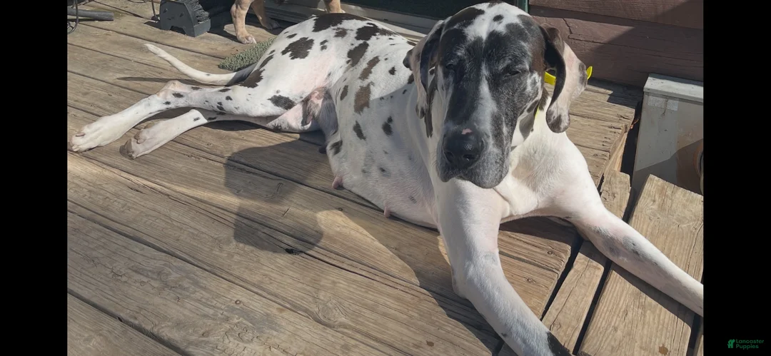 Great Dane dogs for sale: Mantle - Ad 2