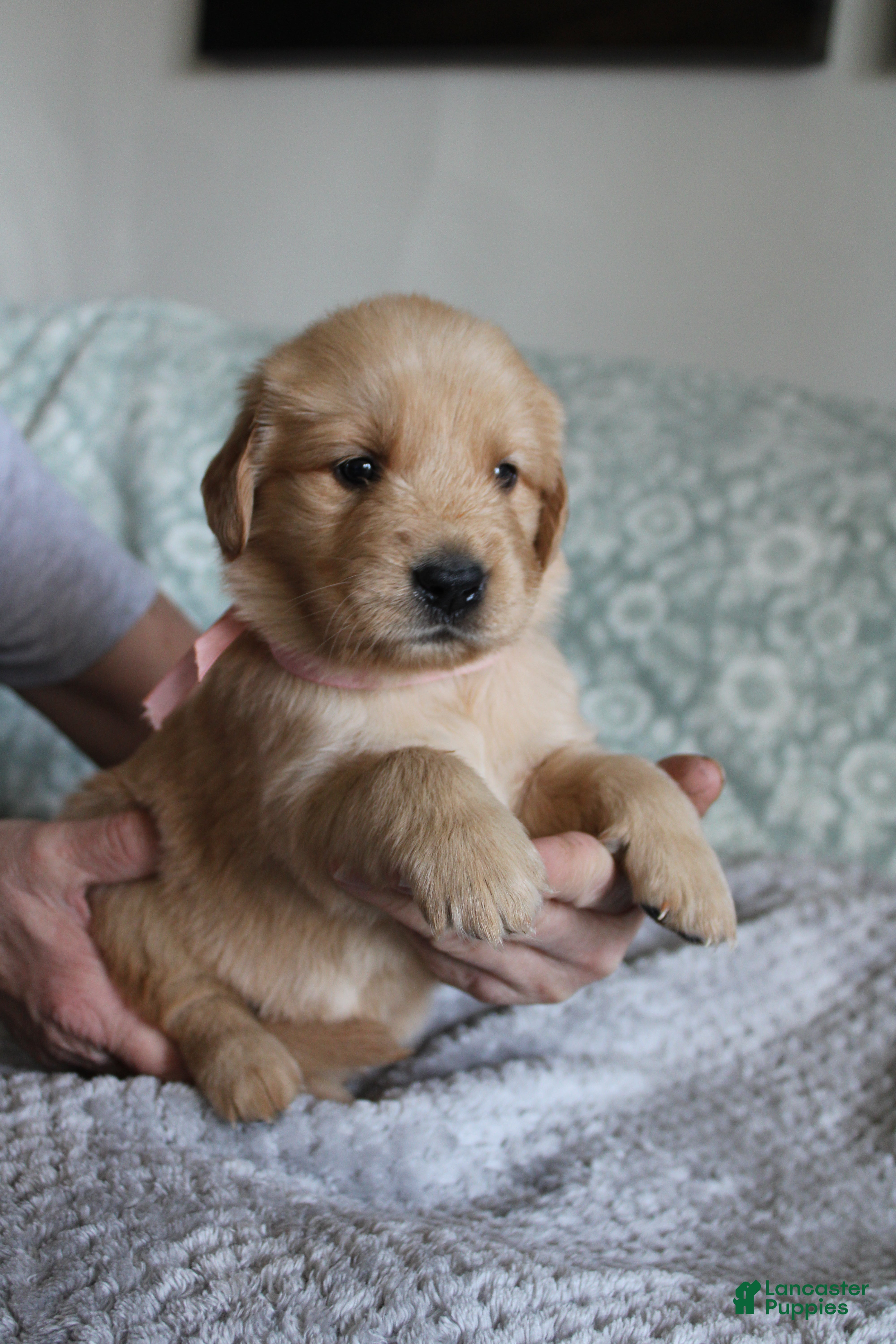 Golden Retriever dogs Golden Retriever Puppy 3 - Ad 7