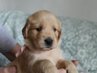 Golden Retriever dogs Golden Retriever Puppy 3 - Ad 7