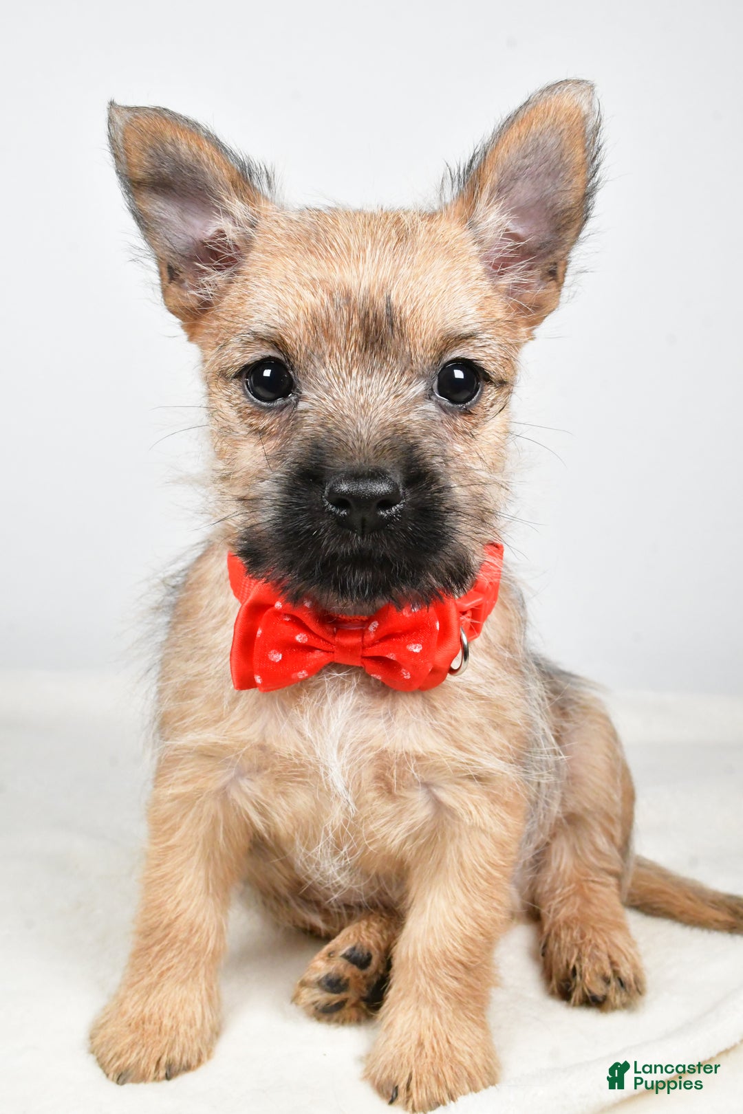 Cairn Terrier dogs for sale: Tristan - Ad 8