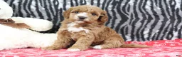 Mini Goldendoodle dogs for sale: Bella - Ad 2