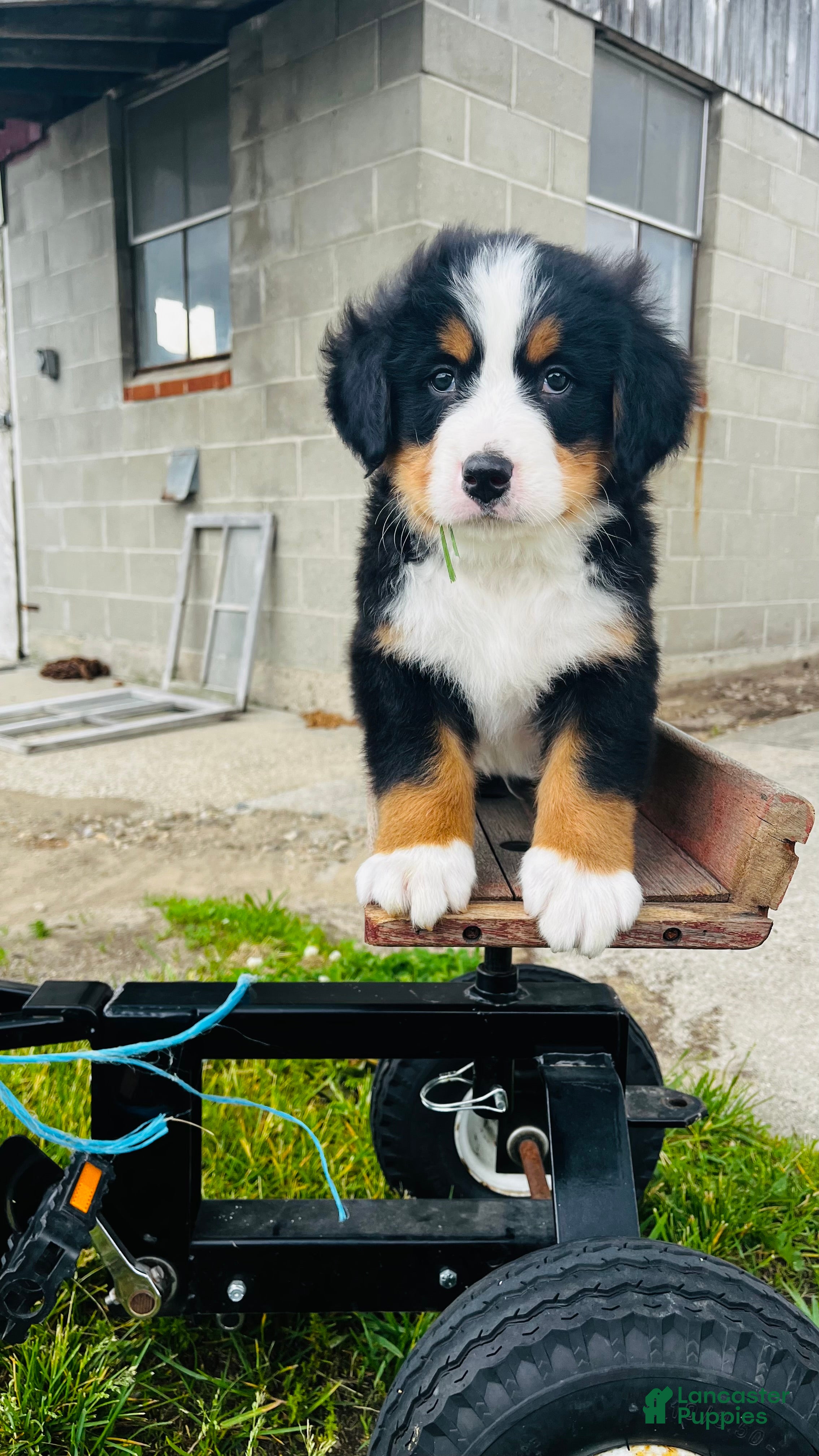 Bernese Mountain Dog dogs Harrison - Ad 2