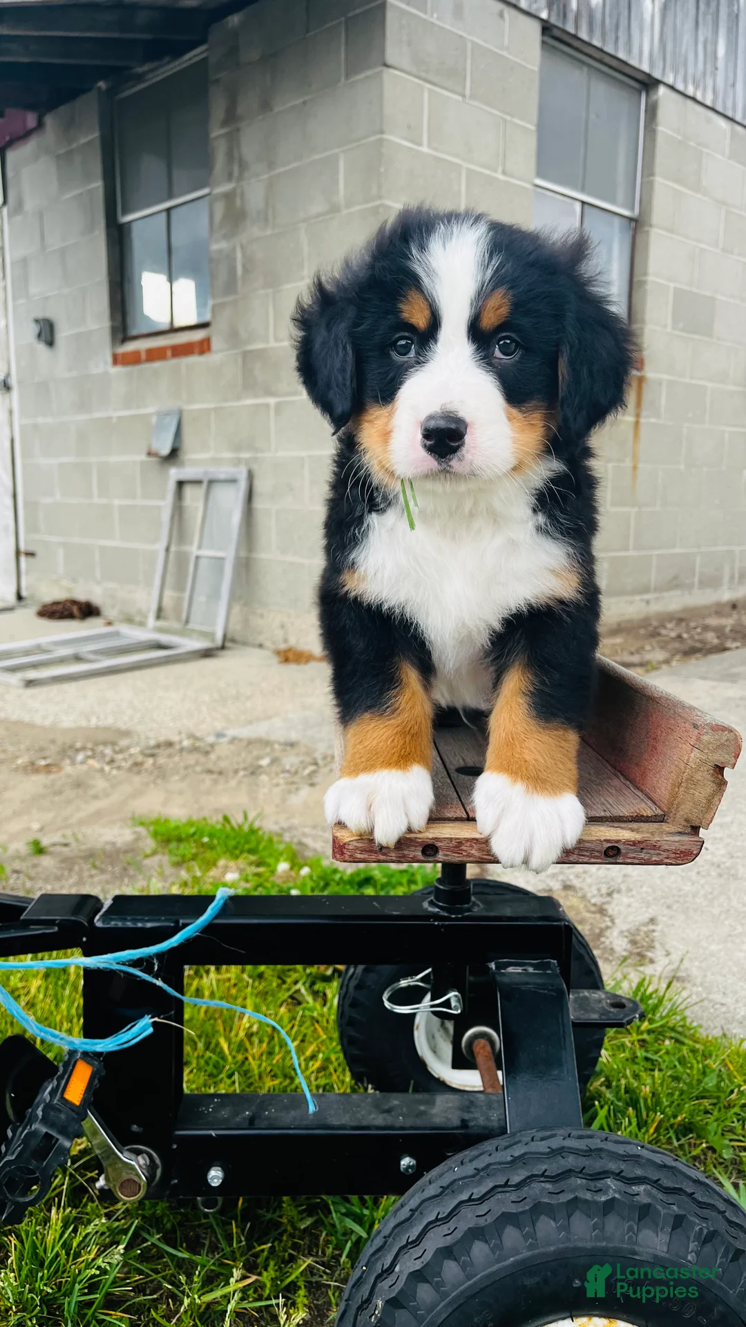 Bernese Mountain Dog dogs for sale: Harrison - Ad 2