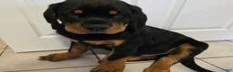Rottweiler dogs for sale: Rottweiler Puppy 1 - Ad 5