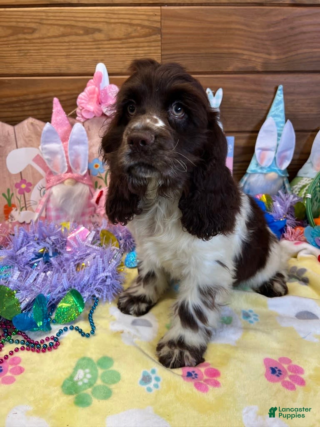 Chocolate Clumber Spaniel American Chocolate Cocker Spaniel