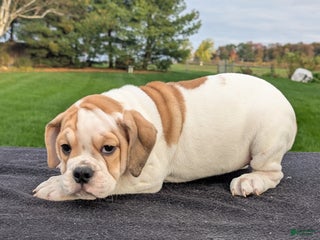 Mixed Breed dogs - Ad 5