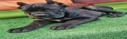 Cane Corso dogs for sale: ELLA - Ad 16
