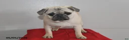 Pug dogs for sale: Donald - Ad 3