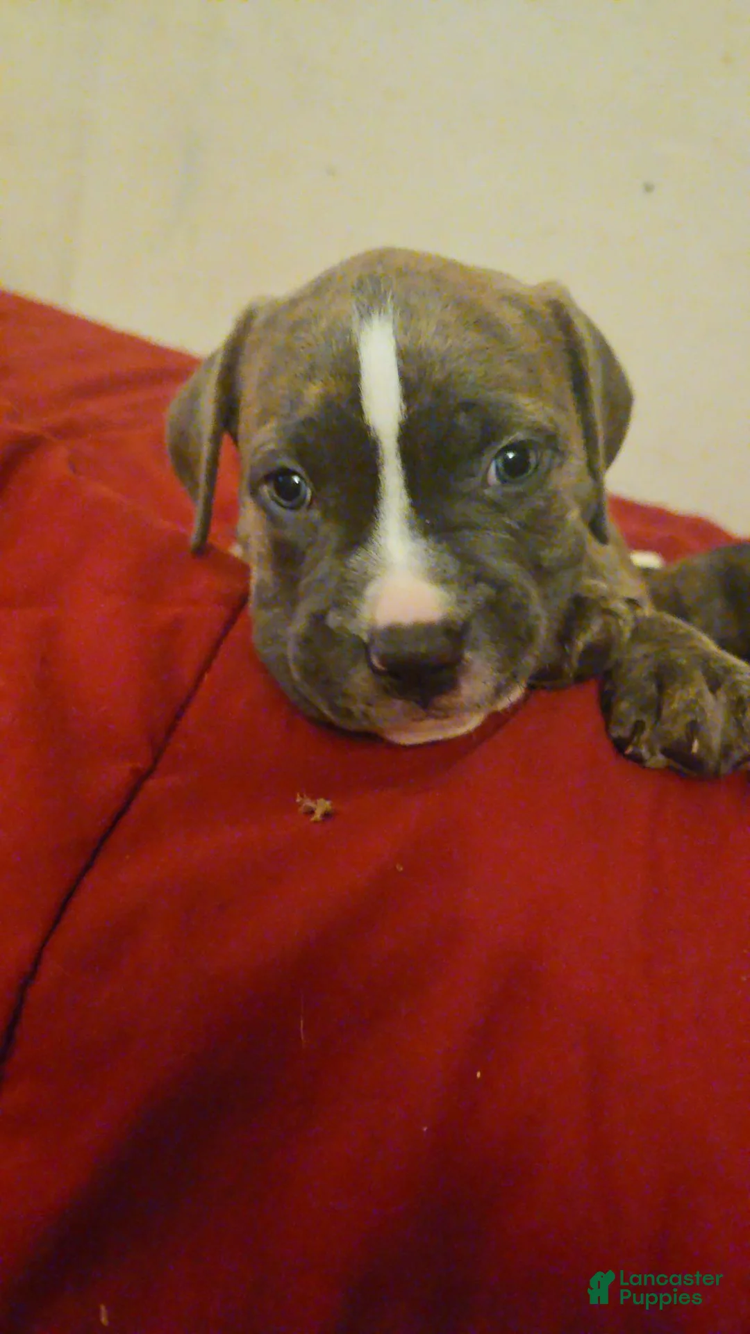American Pit Bull Terrier dogs for sale: KLAUS  - Ad 1