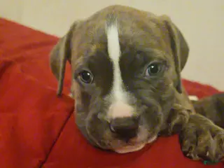 American Pit Bull Terrier dogs KLAUS - Ad 2