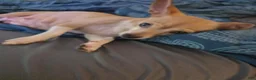 Chihuahua dogs for sale: Chihuahua 1 - Ad 2
