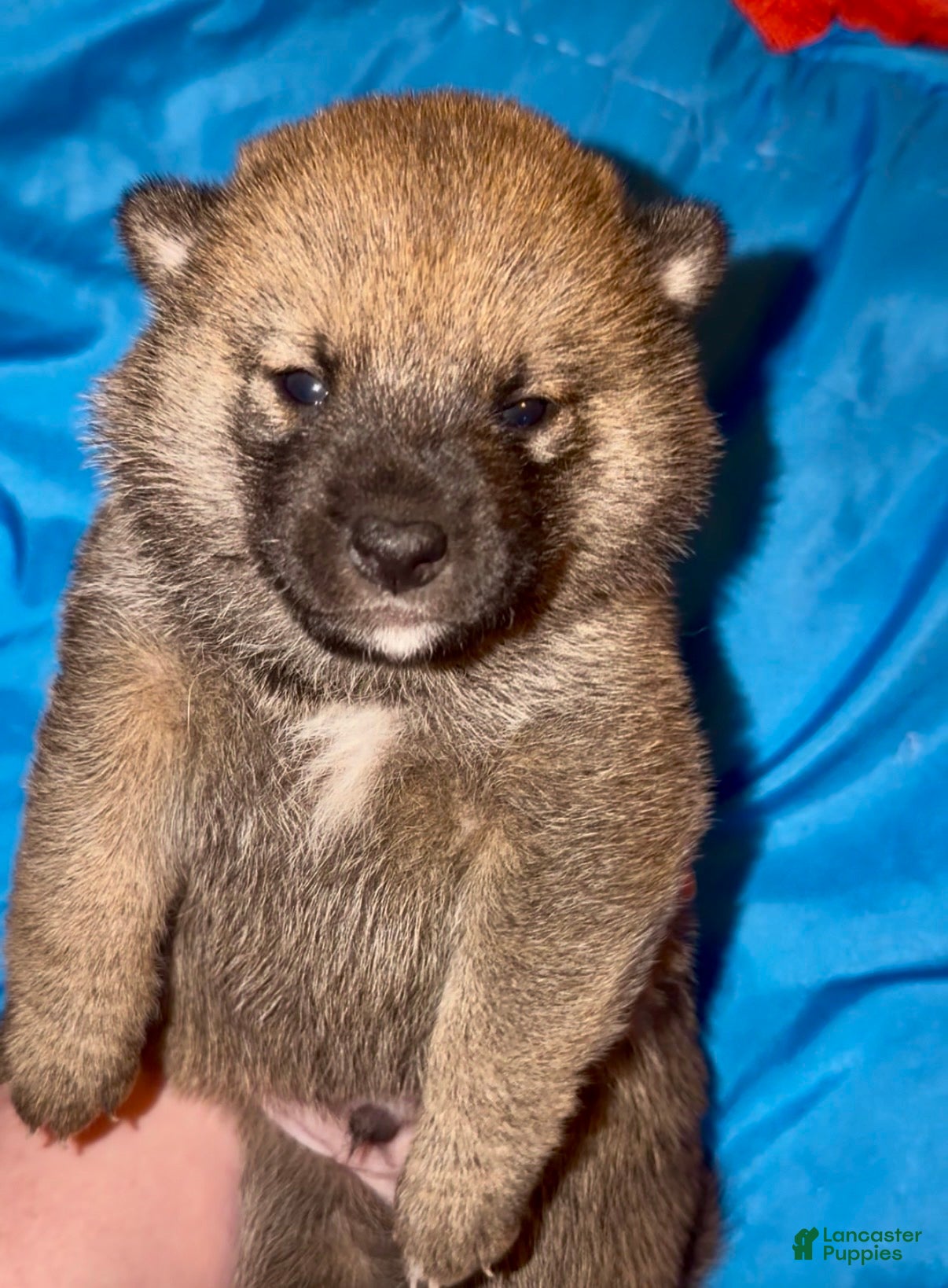 Shiba Inu dogs Pepé - Ad 1