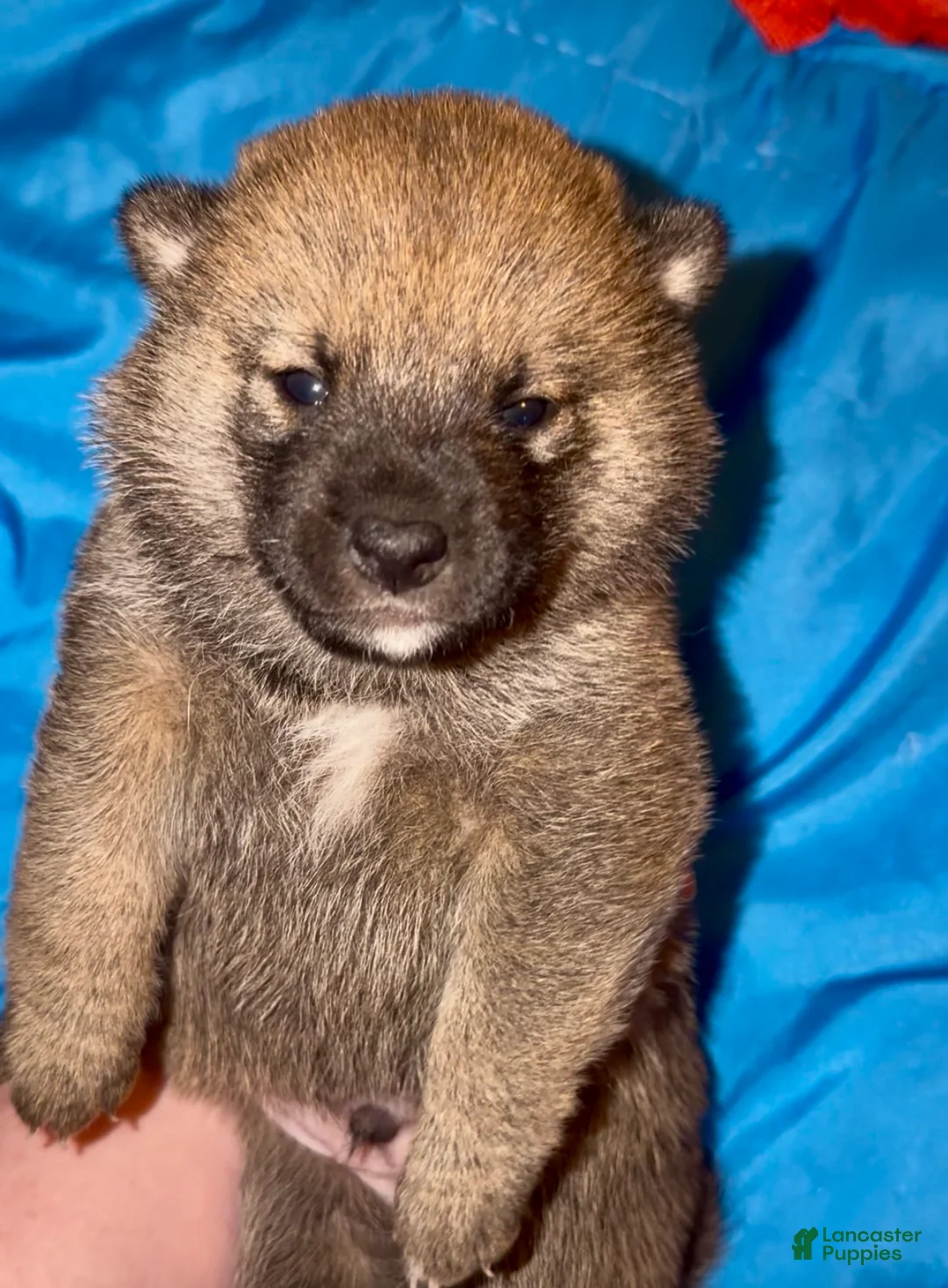 Shiba Inu dogs for sale: Pepé - Ad 1