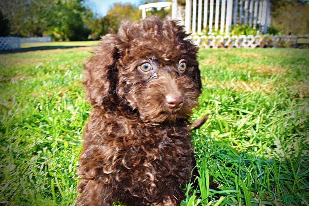 Havapoo dogs for sale: Isabella - Ad 11