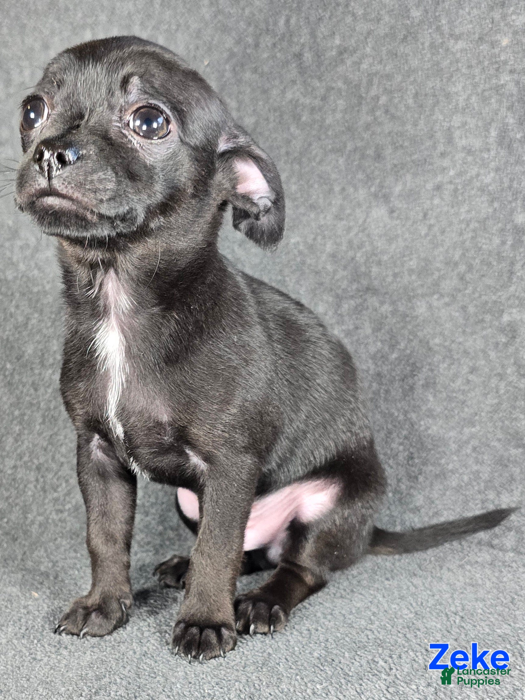 Chihuahua dogs Zeke - Ad 37