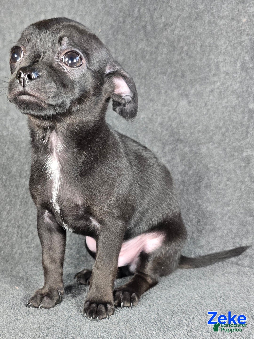 Chihuahua dogs for sale: Zeke - Ad 1