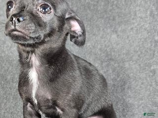 Chihuahua dogs Zeke - Ad 37