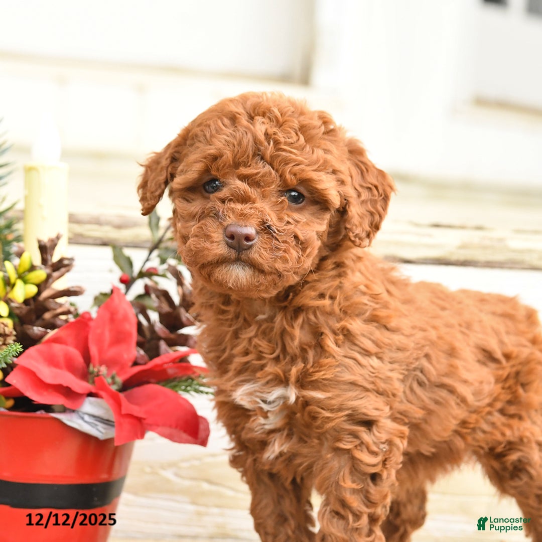 Miniature Labradoodle dogs for sale: Angel - Ad 4