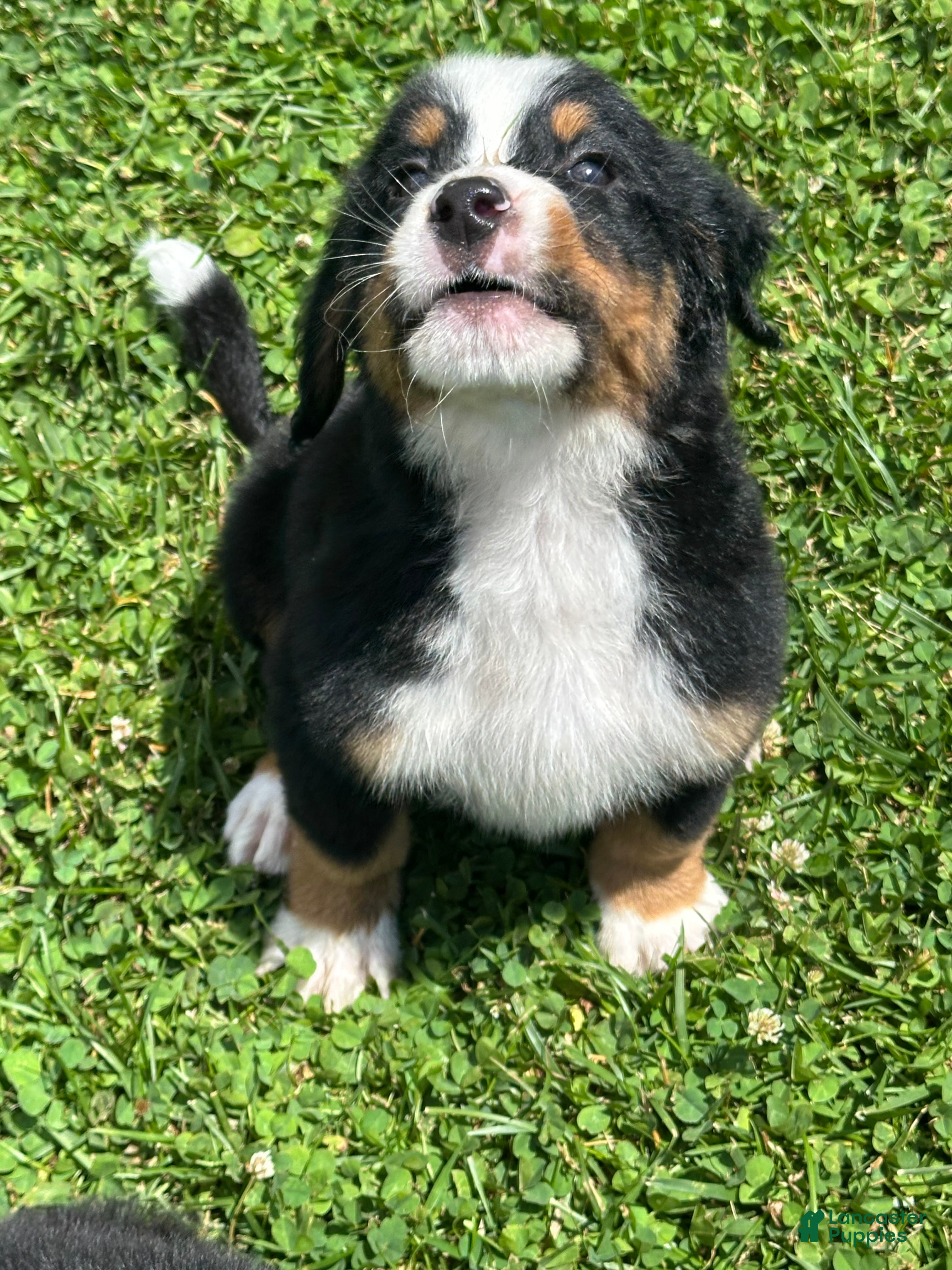 Bernese Mountain Dog dogs Berner bunch - Ad 1